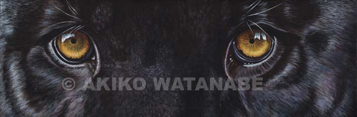 Through the Eyes of a Panther 2011