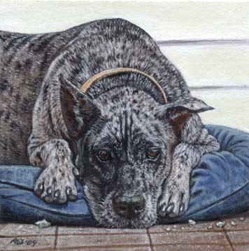 Merle Great Dane (miniature)