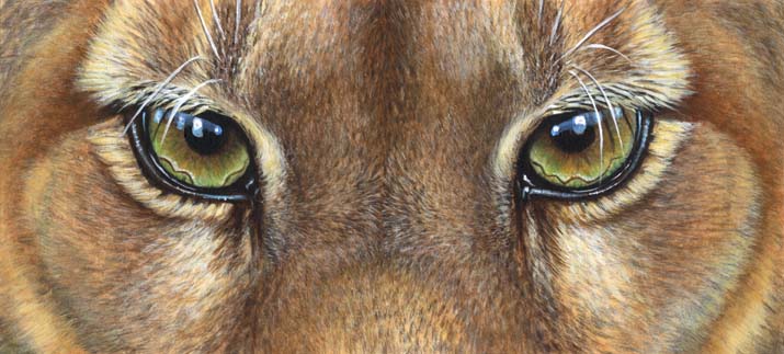 Cougar Eyes 4.5x10