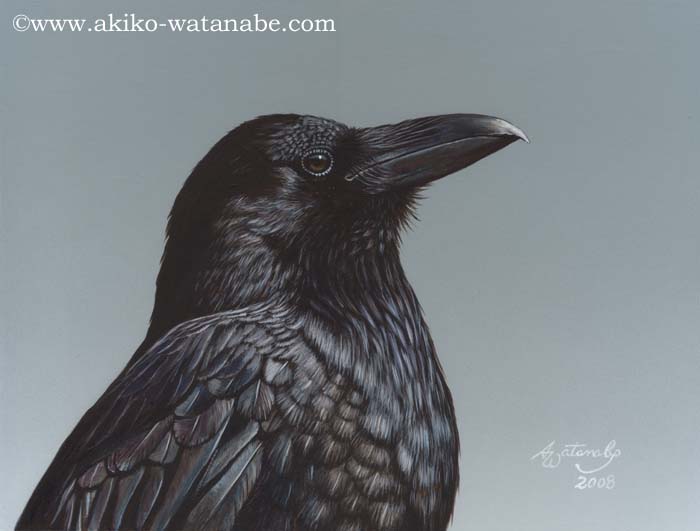 Study of a Raven