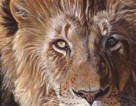 A_Lion_Face_small