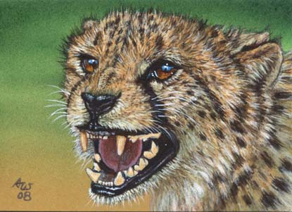 ACEO Cheetah #10