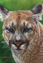 Cougar_12_small