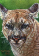 ACEO-Cougar-12