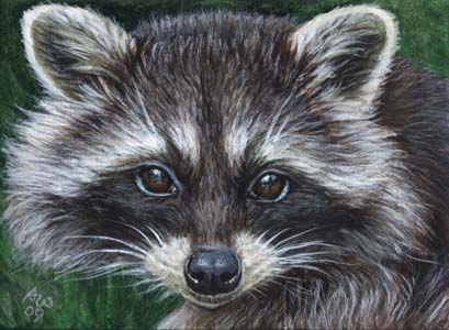 ACEO Raccoon #3