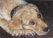 ACEO-Retriever-02