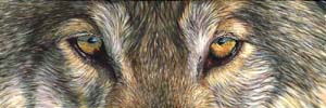 8x24_Wolf_Eyes_small