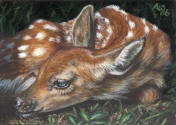 aceo-deer-07